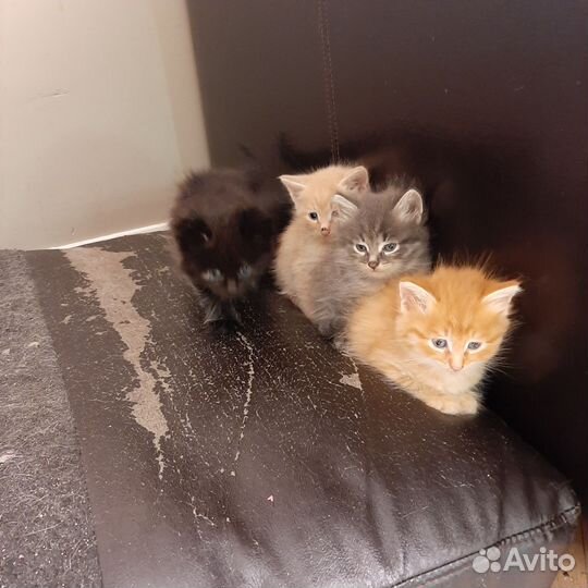 Котята в добрые руки