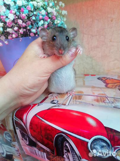 Крысята, крыса, Дамбо, клетка, доставка