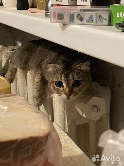 Шотландская вислоухая кошка вязка