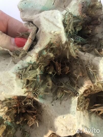 Сверчки живые