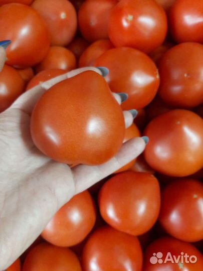 Помидоры ростов