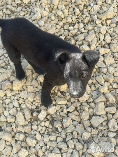 Собаки в дар