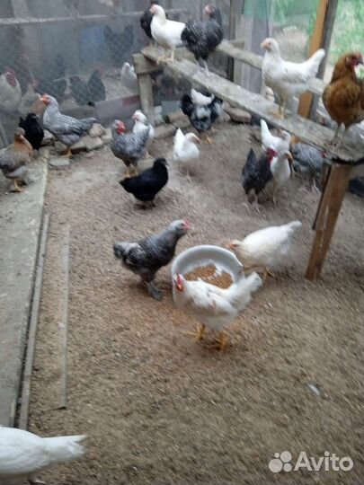 Куры петухи