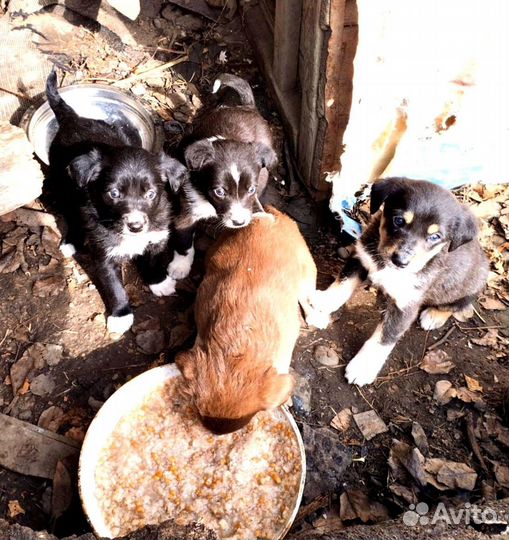 Щенки
