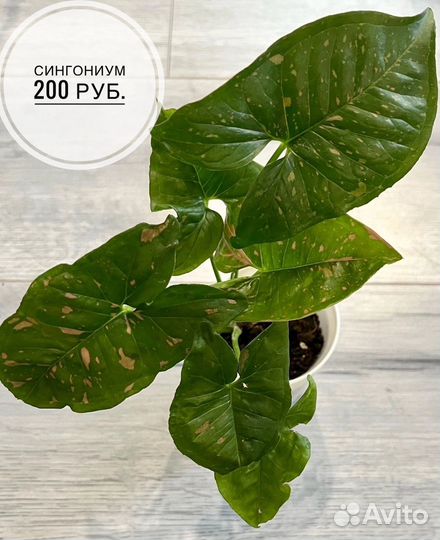 Сциндапсус, филодендрон, сингониум, аглаонема