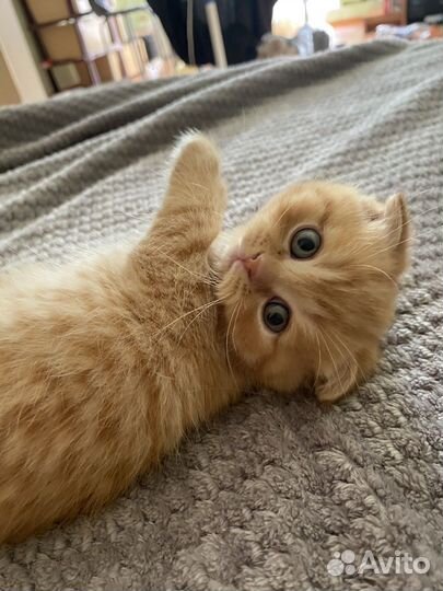 Британские котята