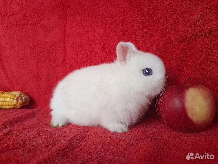 Декоративные mini кролики