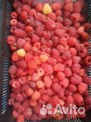 Малина,ягода