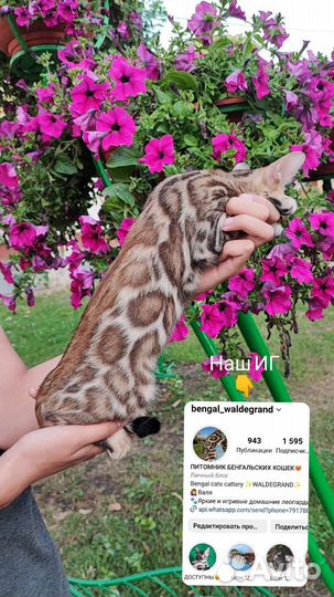 Бенгальские котята из питомника с родословной