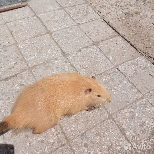 Нутрии живым весом