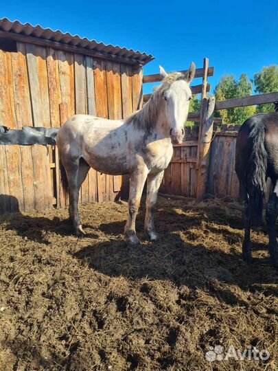 Лошади-жеребец, кобылки