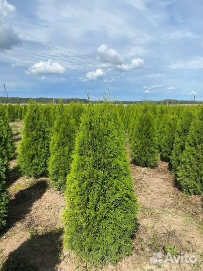 Туя Смарагд 140 см