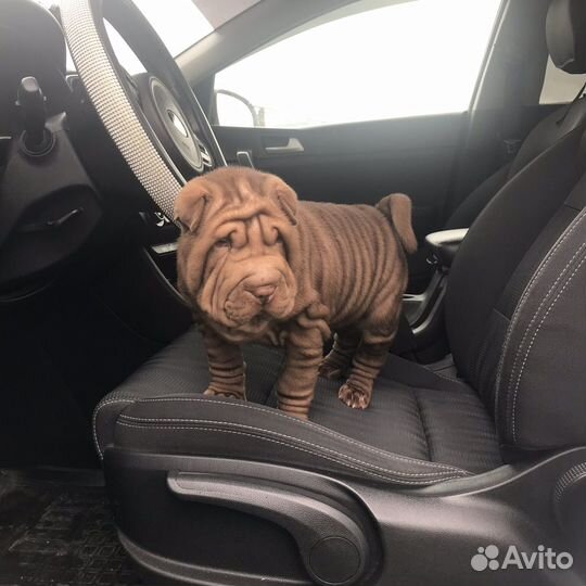 Щенки шарпея разных окрасов