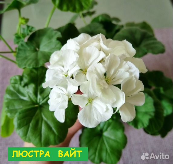 Пеларгония герань сортовая