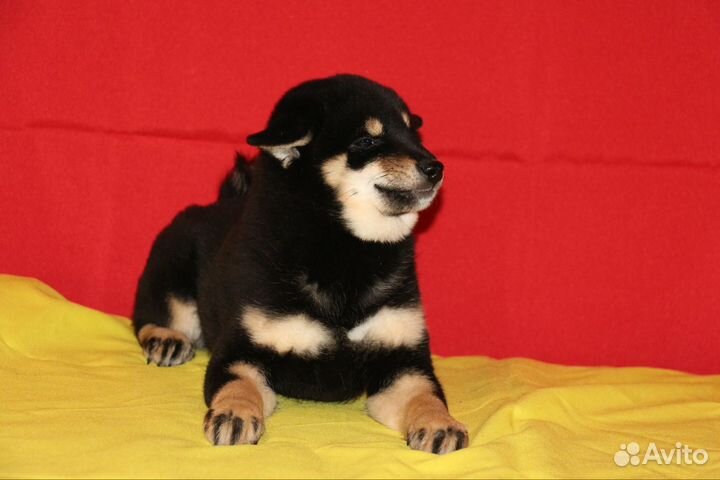 Собака улыбака