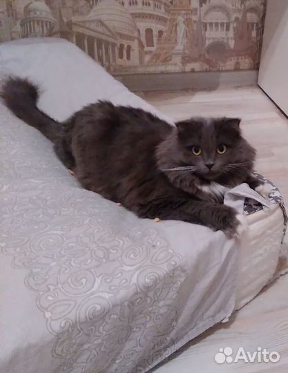 Котята скотиш фолд