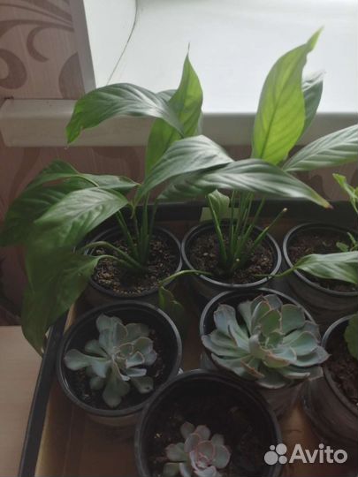 Комнатные цветы