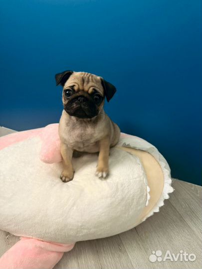 Мопс девочка