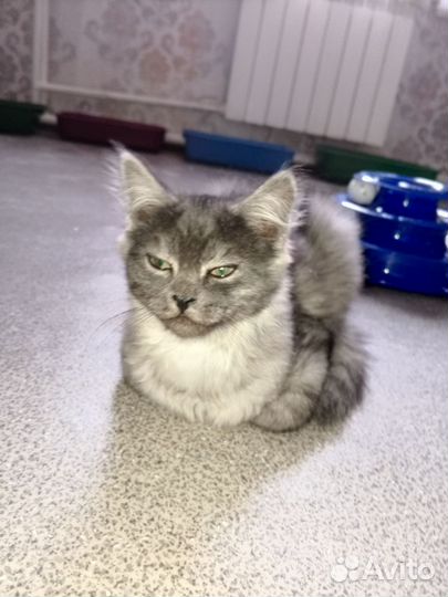 Котенок в дар бесплатно