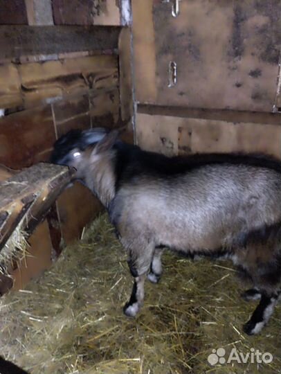 Англо- нубийский козел