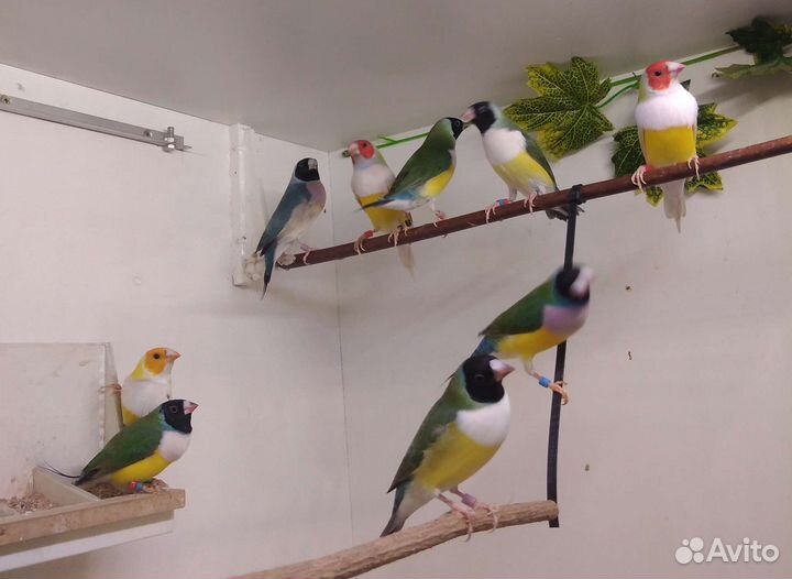 Амадины гульда