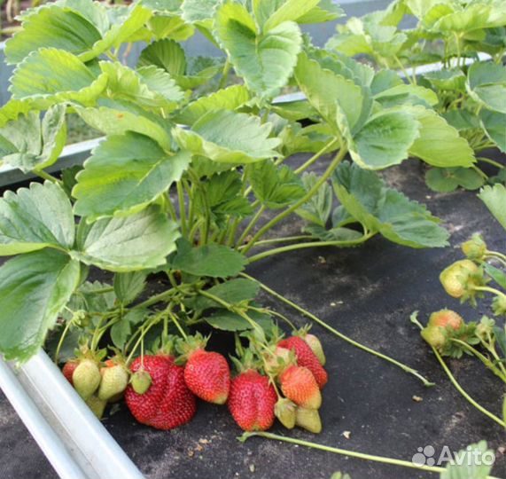 Клубника Азия