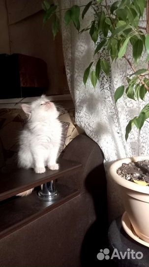Кошки в добрые руки