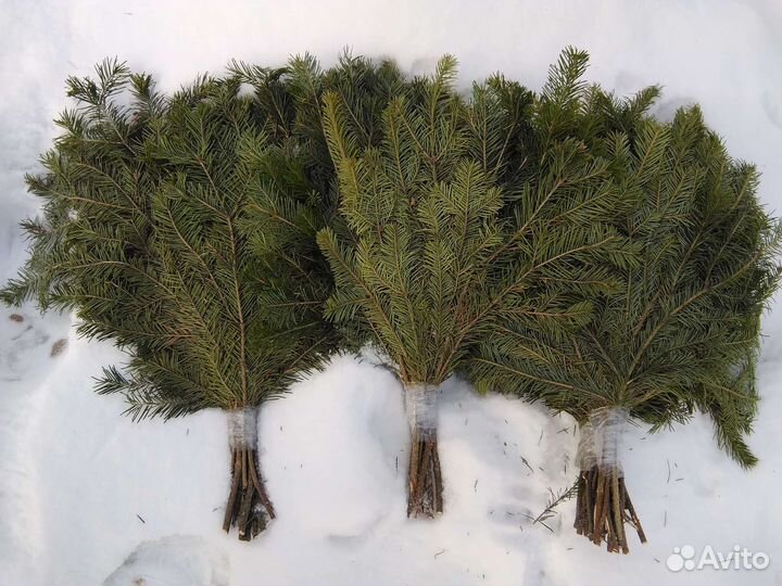 Пихтовые веники в Брянске