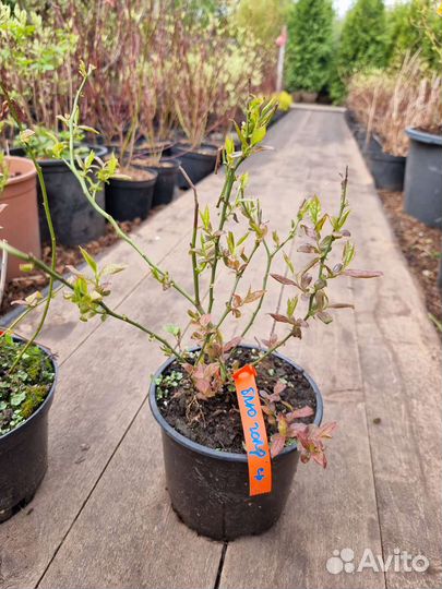 Голубика садовая