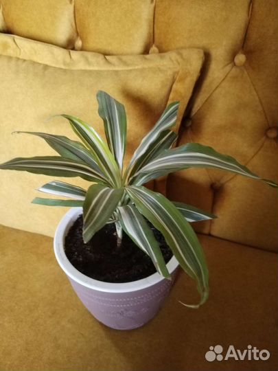 Сансевиерия, монстера, Дефинбахия, сцендапус