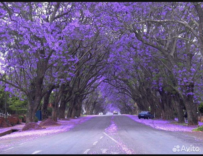Павлония саженцы
