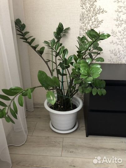 Замиокулькас