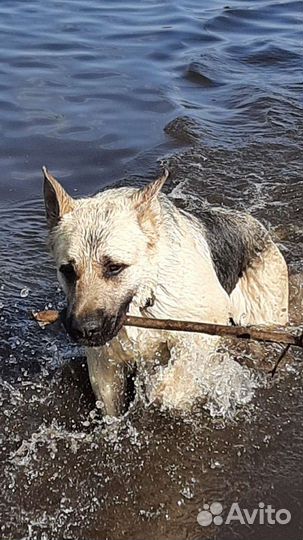 Кобель вео для Вязок