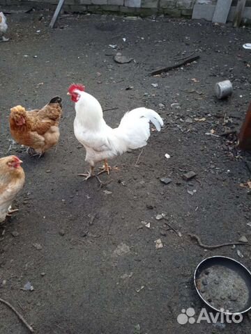 Петух Брамо