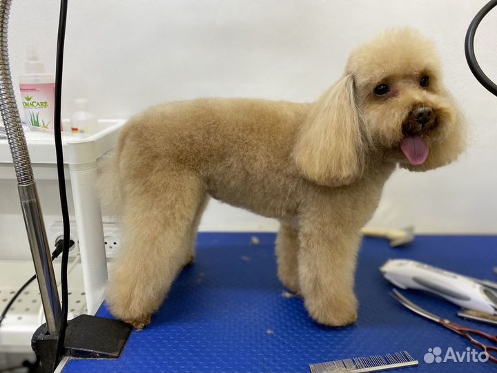 Стрижка собак и кошек, тримминг