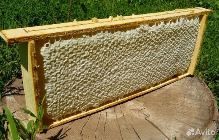 Мёд натуральный алтайский опт от 16 кг