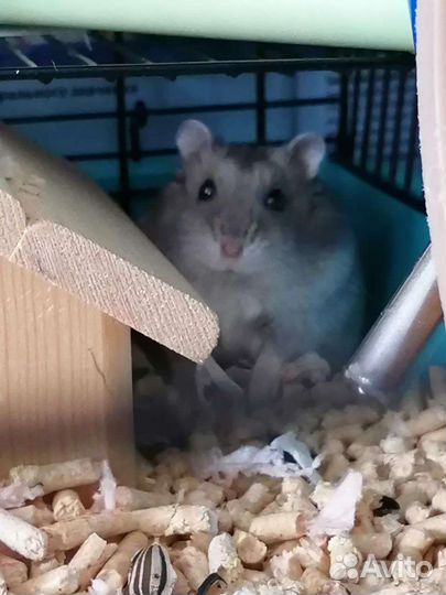 Передержка животных, грызунов, рептилий