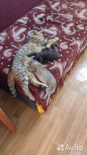 Британские котята