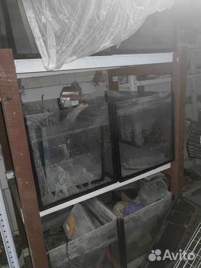 Разводня Аквариумных рыб