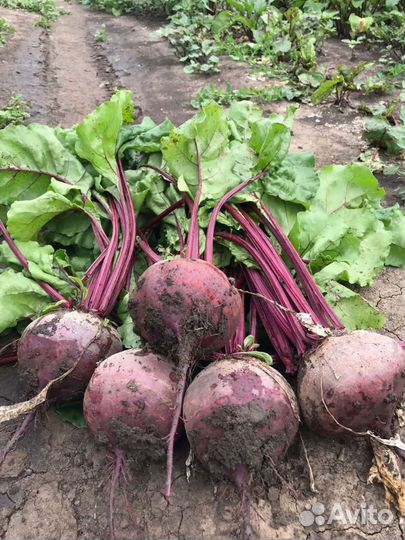 Свекла оптом
