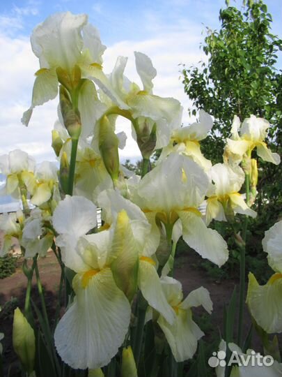 Цветочные луковицы