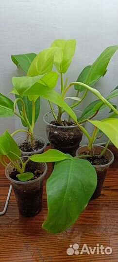 Филодендроны разные