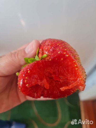 Рассада клубники