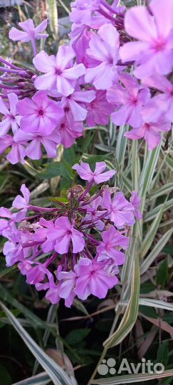 Продаю многолетники