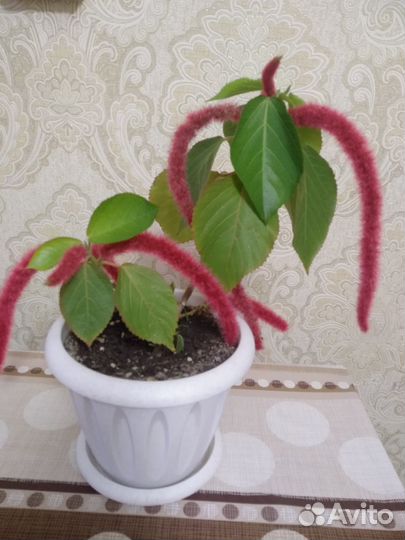 Акалифу (лисий хвост)