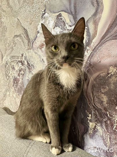 Кошки в добрые руки бесплатно