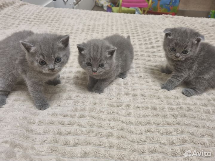 Шотландские котята