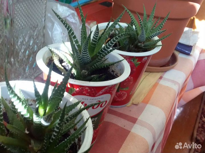 Кактусы,суккуленты