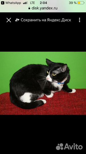 Котенок в добрые руки