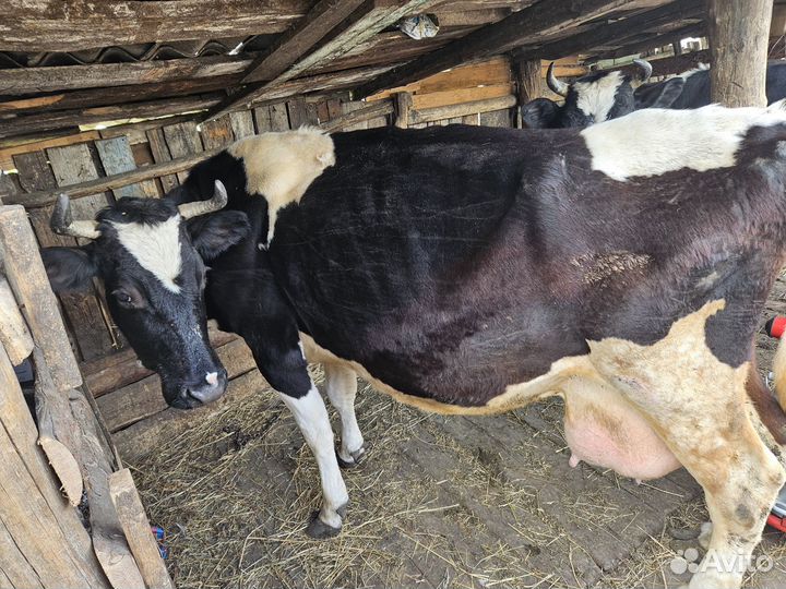Продается корова